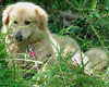Puppy Jackson