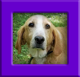 Teddy Too's Memorial