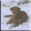 Angel enjoys the snow