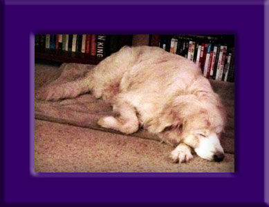 Biscuit's Memorial