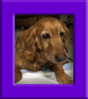 Biscuit's Memorial
