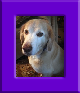 Bleu's Memorial