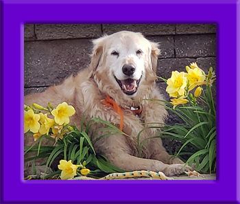 Buddy's Memorial