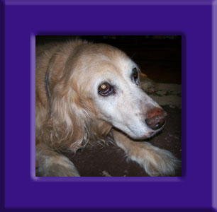 Buddy's Memorial