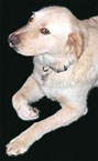 Casper