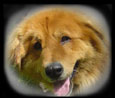 Cody