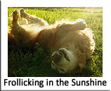 Dempsey rolling in the grass
