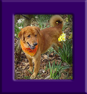 OMG Dog's Memorial