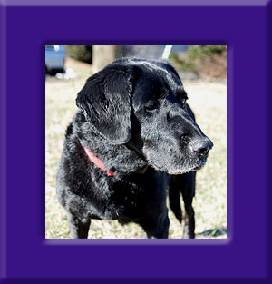 Penny's Memorial