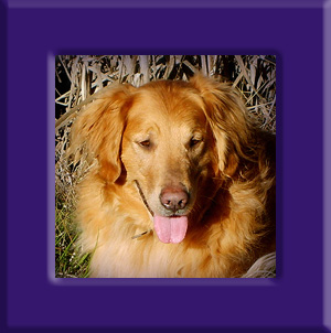 Remmy's Memorial
