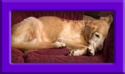 Roxy's Memorial