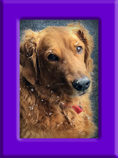 Sadie's Memorial