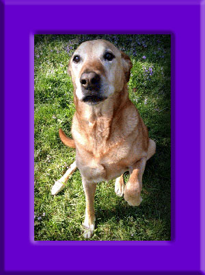 Sadie May's Memorial