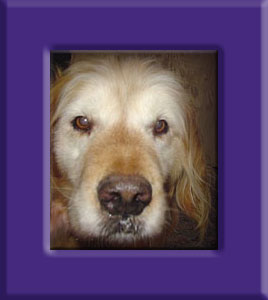 Scooby's Memorial