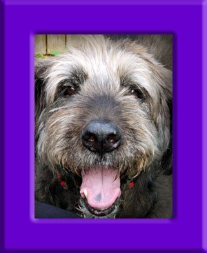 Sprocket's Memorial