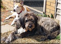 Sprocket