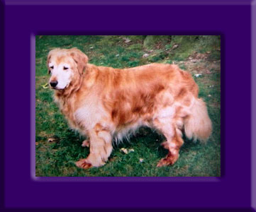 Taffy's Memorial