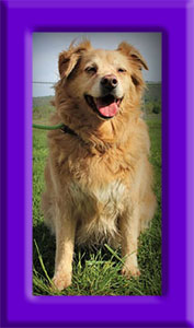 Zoey's Memorial