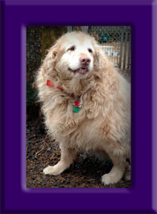 Zoey's Memorial